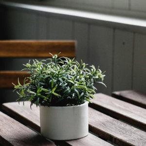 ローズマリー どこで買う