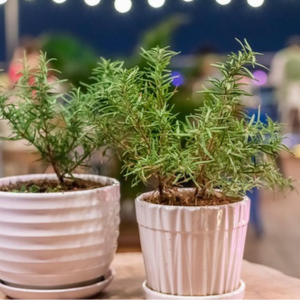 ローズマリー どこで買う