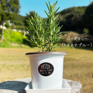 ローズマリー どこで買う